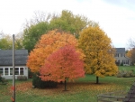 Three varieties of maple