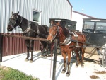 Amish teams in Shipshewana Ind.