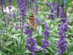 Butterfly_and_Bee_share