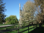 Crabapple in bloom