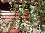 Crabapple blossoms