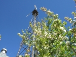 Crab apple blossoms and Aeromotor windmill